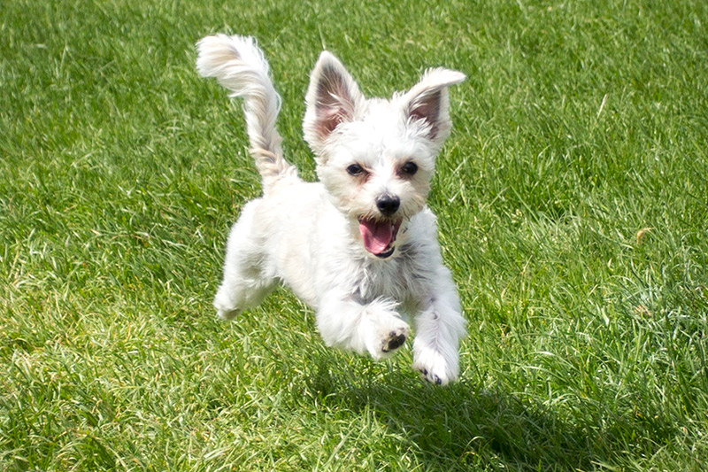 White Terrier Running in Grass